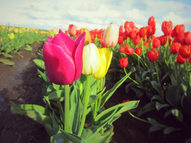 Tulips at the tulip farm in Woodburn, Oregon