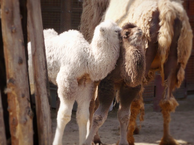 Adorable baby camels.