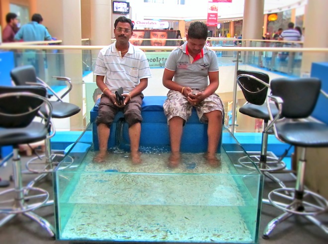 feet fish tank india